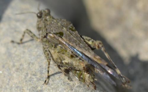 Réf. 281 249 : Paratettix meridionalis
